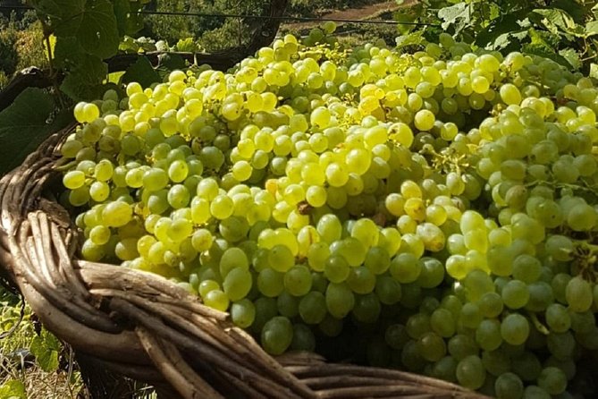 Signature Wine Tastings, Skywalk, Nature 4x4 Open Roof Expedition - Stop 2: São Vicente vineyards, wine producers, and guided tasting time