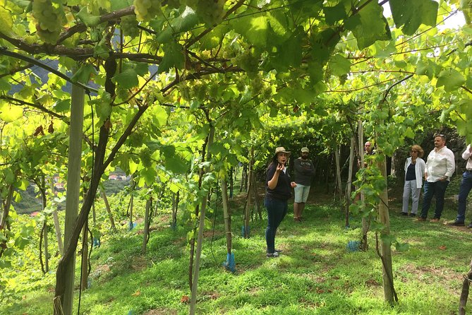 Signature Wine Tastings, Skywalk, Nature 4x4 Open Roof Expedition - How the wine tastings tend to feel: education you can actually use