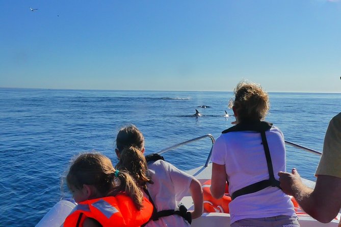 Small Group Dolphin and Wildlife Watching Tour in Faro - Where You Meet in Faro, and How the Plan Starts Easy