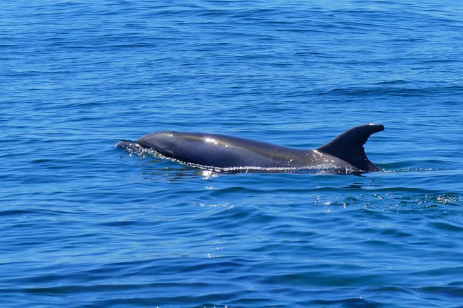 Small Group Dolphin and Wildlife Watching Tour in Faro - Marine Biologists On Board: What You Learn and Why It Matters