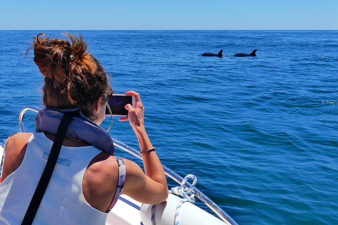 Small Group Dolphin and Wildlife Watching Tour in Faro - Beyond Dolphins: Sunfish, Tuna, Sharks, Turtles, and More
