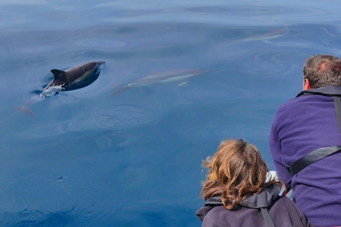Small Group Dolphin and Wildlife Watching Tour in Faro - Birds on the Wind: Gannets, Shearwaters, Storm Petrels