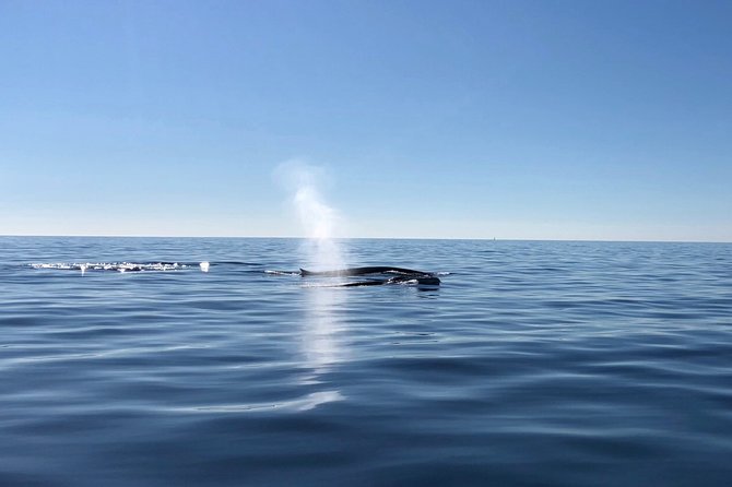 Small Group Dolphin and Wildlife Watching Tour in Faro - Ethical Wildlife Watching That Feels Real