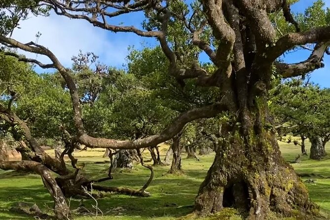 Small Group West Tour Waterfalls & Fanal Forest Tour - Price and group size: why $39 feels like a deal