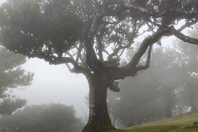 Small Group West Tour Waterfalls & Fanal Forest Tour - Veu da Noiva waterfall viewpoint: a quick stop on the north coast route