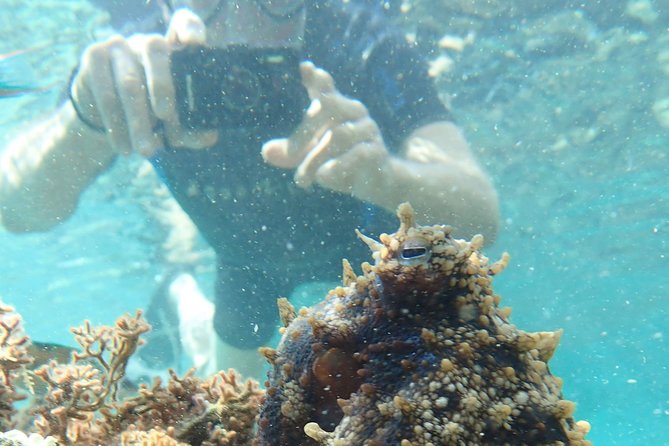 Snorkeling Tour - Key Things to Know Before You Go