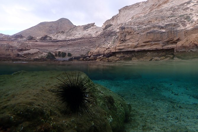 Snorkeling Tour - Wildlife Encounters: Octopus, Moray Eels, and the Smaller Things You Might Miss