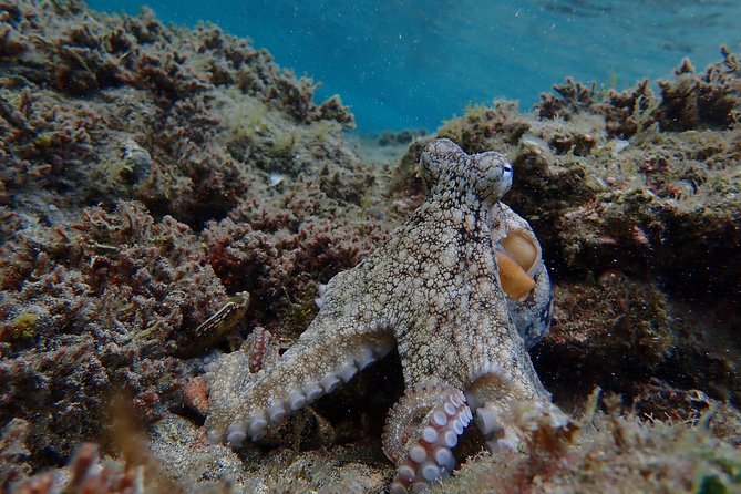Snorkeling Tour - Equipment, Comfort, and What to Bring So You Do Not Cut the Session Short
