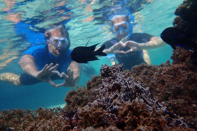 Snorkeling Tour - Price and Value: What $59.28 Buys You in a 3-Hour Day