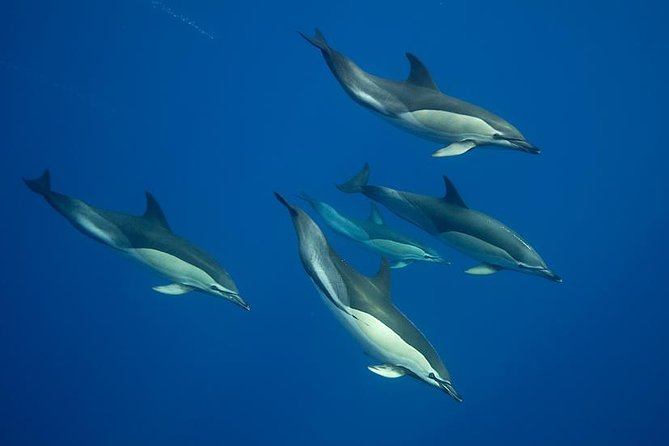 Swim with Wild Dolphins in the Azores - Key takeaways before you book