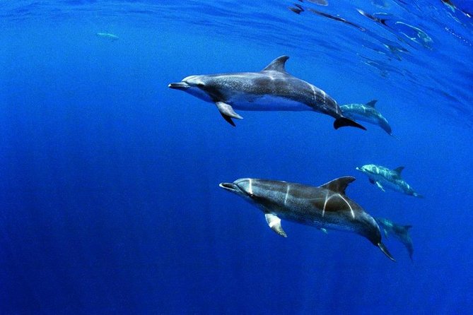 Swim with Wild Dolphins in the Azores - Boat ride along São Miguel’s coast, then open-ocean scouting