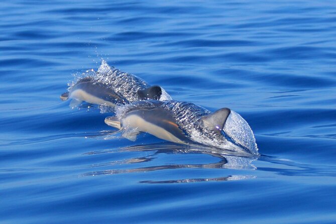 Swim with Wild Dolphins in the Azores - The swim moment: getting in, staying safe, and why the time is short