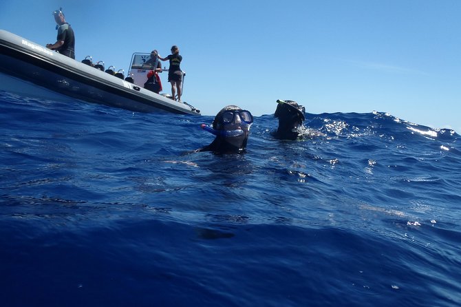 Swim with Wild Dolphins in the Azores - Who should book this, and who might want a different dolphin option