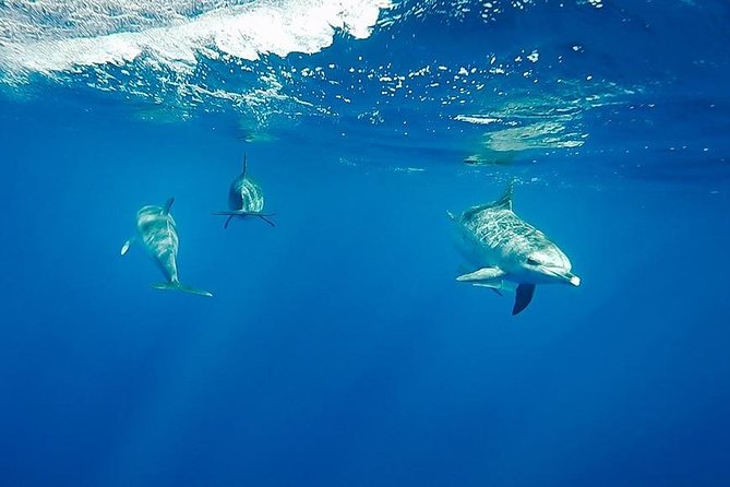 Swim with Wild Dolphins in the Azores - The briefing that makes a dolphin swim feel respectful, not chaotic