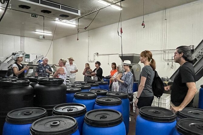 Tavira Olive Experience Factory Tour and Tasting - What You Actually Learn: Olives, Preservation, and a Clear Process