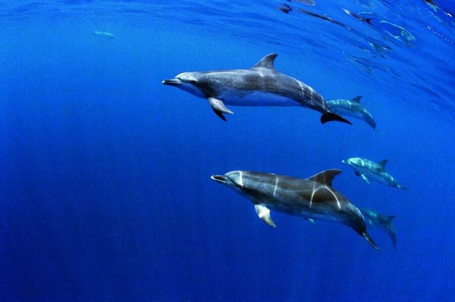 Terceira: Half-Day Dolphin and Whale Watching Tour - FAQ