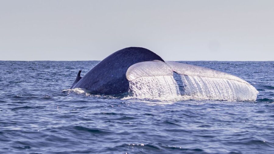 Terceira: Half-Day Dolphin and Whale Watching Tour - Getting to Pátio da Alfândega, then out to Picos de Aventura