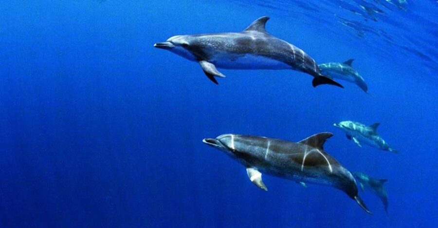 Terceira: Half-Day Dolphin and Whale Watching Tour - What you might see: dolphins first, then whales if the timing clicks