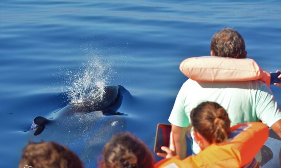 Terceira: Half-Day Dolphin and Whale Watching Tour - The coastline stops that turn waiting into scenery time