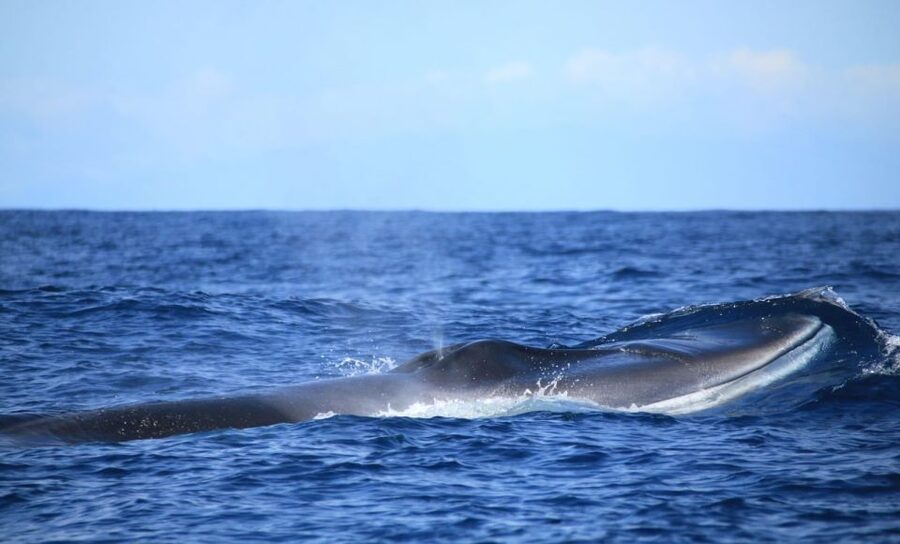 Terceira: Half-Day Dolphin and Whale Watching Tour - Price and value: is $70 fair for 3 hours?