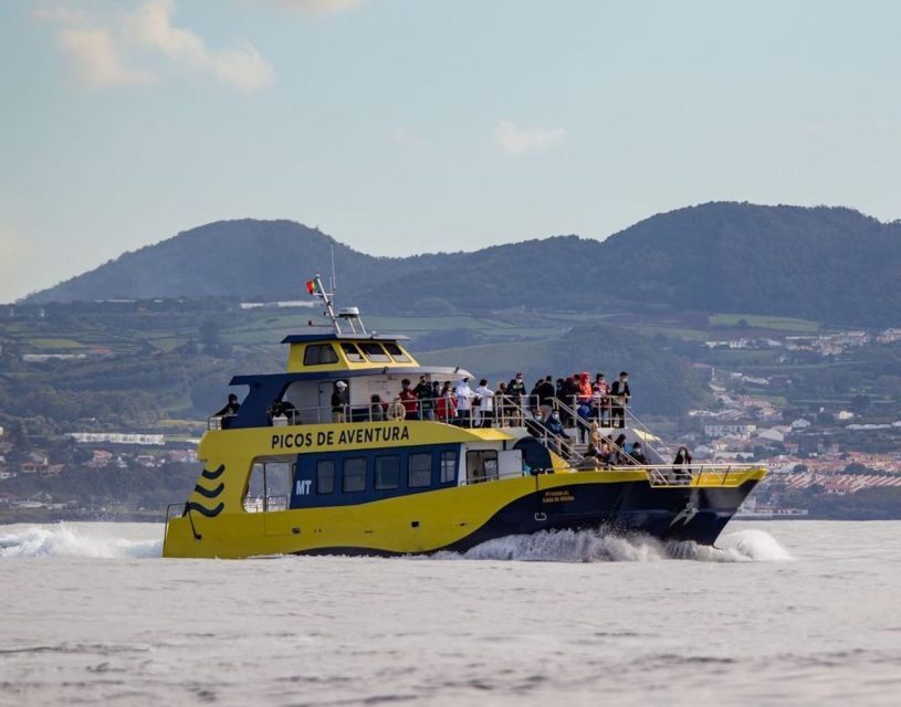 Terceira: Half-Day Dolphin and Whale Watching Tour - Who should book, and who might want a different pace