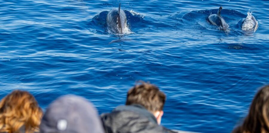 Terceira: Half-Day Dolphin and Whale Watching Tour - The pre-departure briefing that makes spotting feel easy