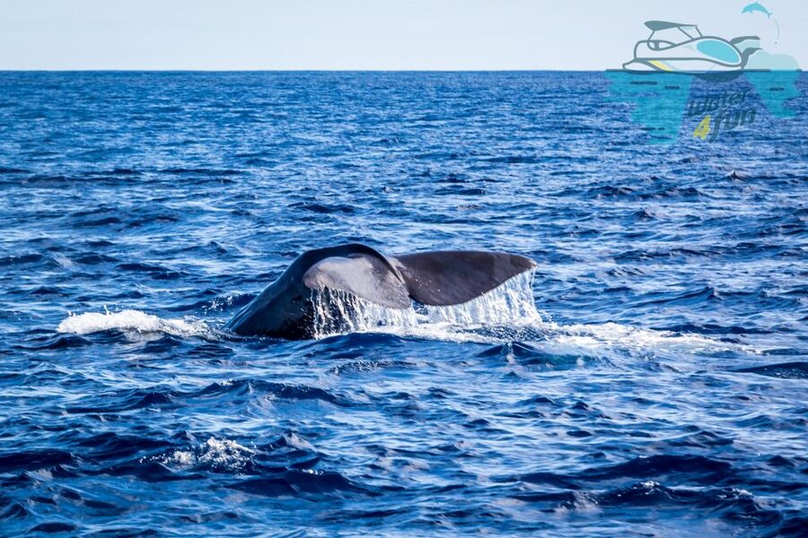 Terceira: Whale and Dolphin Watching in a Zodiac Boat - Quick Hits: What Makes This Tour Special