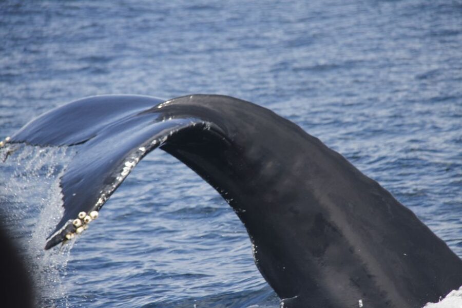 Terceira: Whale and Dolphin Watching in a Zodiac Boat - Terceira’s Whale Watching Gets a Big Advantage From Monte Brasil