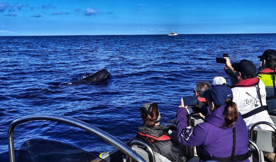 Terceira: Whale and Dolphin Watching in a Zodiac Boat - How the Crew Runs the Hunt (Without Chasing in a Messy Way)
