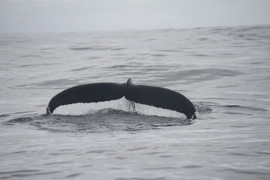 Terceira: Whale and Dolphin Watching in a Zodiac Boat - What You Might See: Dolphins, Turtles, and the Ones You Hope For