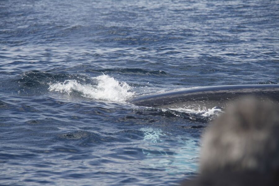 Terceira: Whale and Dolphin Watching in a Zodiac Boat - The Timing: 2.5 Hours, But Wildlife Can Change the Clock