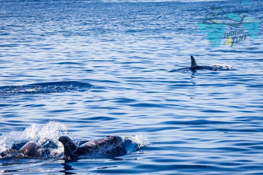 Terceira: Whale and Dolphin Watching in a Zodiac Boat - Terceira’s Coastline: More Than a Background