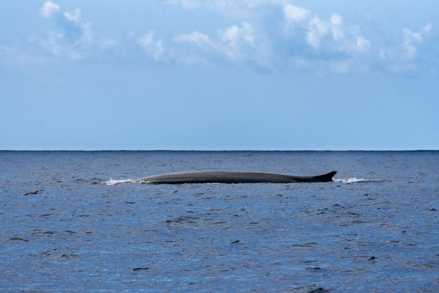 Terceira: Whale and Dolphin Watching in a Zodiac Boat - What the Guide Actually Adds (And Why It Feels Worth It)