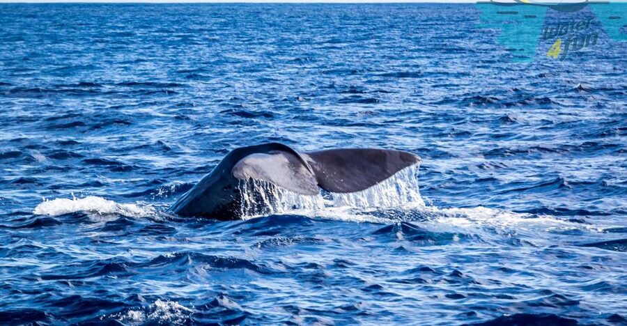 Terceira: Whale and Dolphin Watching in a Zodiac Boat - The Zodiac Boat Ride: Speed, Small Size, and Better Viewing