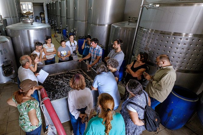 Tour & Wine tasting - Authentic Algarve Flavours by Quinta da Tôr - Quinta da Tôr: the hilltop farm setting that sets the tone