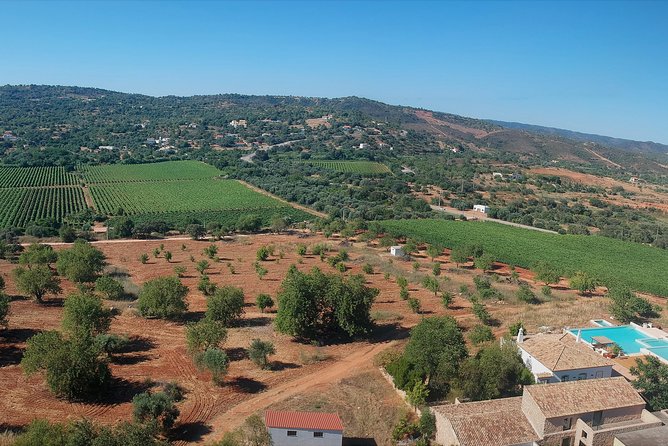 Tour & Wine tasting - Authentic Algarve Flavours by Quinta da Tôr - What you’ll sip: reds, rosé, white, and how the hosts help you choose