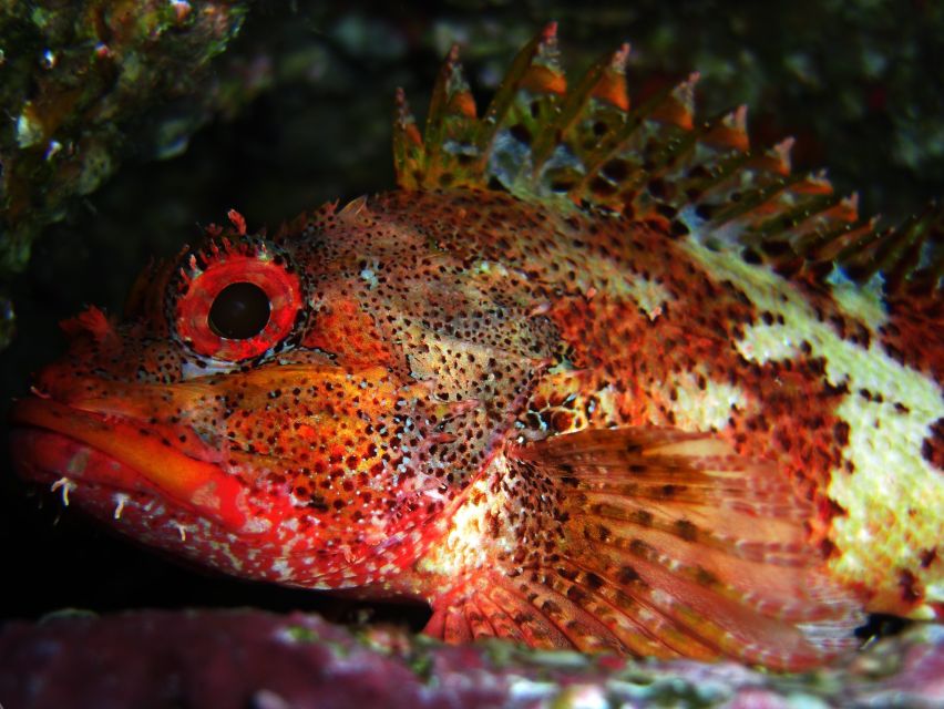 Vila Franca Do Campo: Introduction to Scuba Diving Tour - Speedboat transfer and the views you get above water