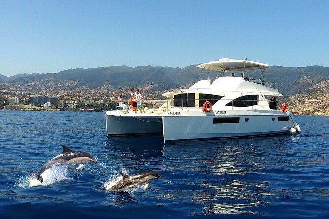 VipDolphins Luxury Whale Watching - Key things that make VipDolphins special