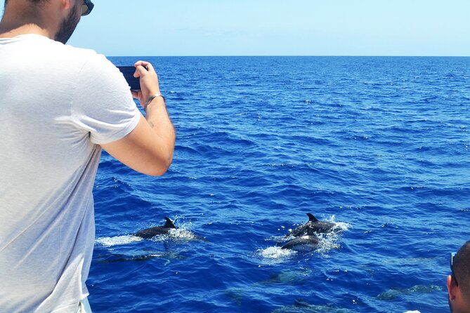 VipDolphins Luxury Whale Watching - Who this tour suits best (and who should rethink)