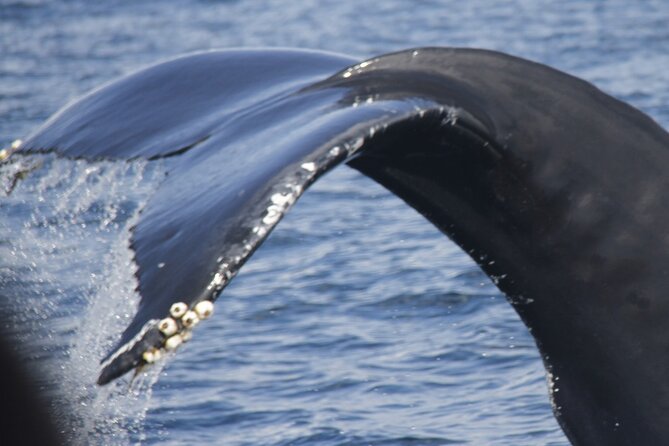 Watching whales and dolphins on Terceira Island - Terceira’s cetaceans: why this trip feels more certain than most