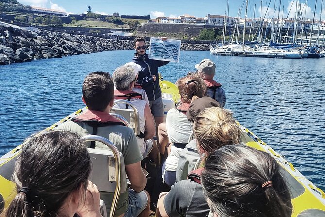 Watching whales and dolphins on Terceira Island - On the water: how dolphins and whales get spotted quickly