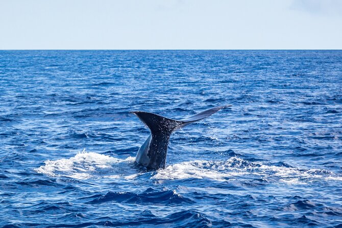 Watching whales and dolphins on Terceira Island - The small boat feel: great views, real ocean bounce