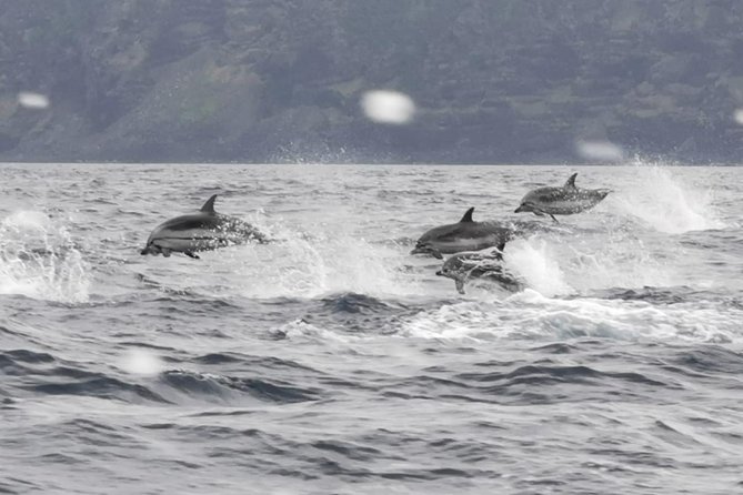 Watching whales and dolphins on Terceira Island - The sighting guarantee: what it does and what it does not promise