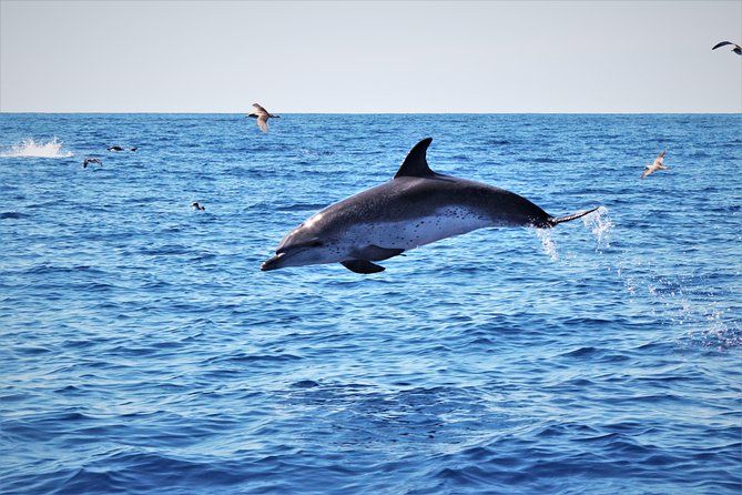 Watching whales and dolphins on Terceira Island - Weather and safety: why timing can change your plan fast
