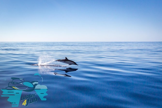 Watching whales and dolphins on Terceira Island - What to wear and bring for a bouncy morning