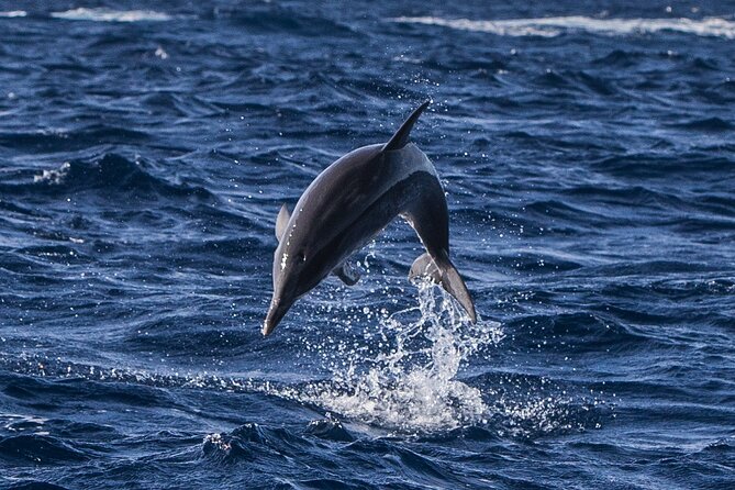Watching whales and dolphins on Terceira Island - Which species you can realistically hope for