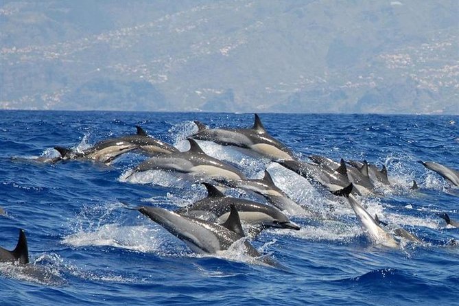 Whale and Dolphin Watching in Calheta, Madeira Island - Key things I’d circle before you book