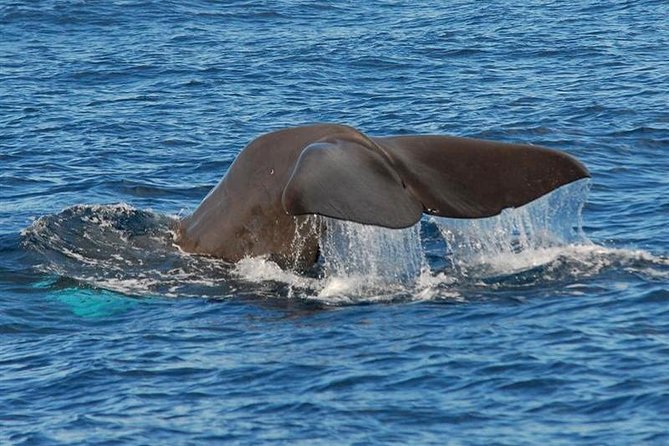 Whale and Dolphin Watching in Calheta, Madeira Island - Calheta and the smart strategy for finding cetaceans