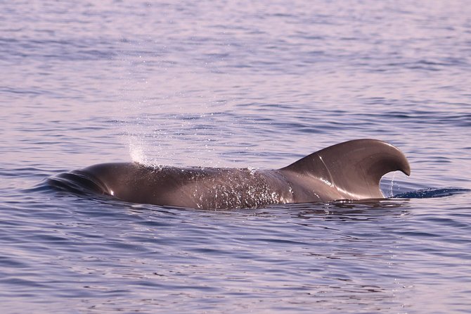 Whale and Dolphin Watching in Calheta, Madeira Island - Species chances in Madeira: dolphins are common, whales are the bonus