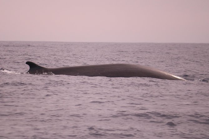 Whale and Dolphin Watching in Calheta, Madeira Island - Views from the deck: Madeira’s coastline in motion